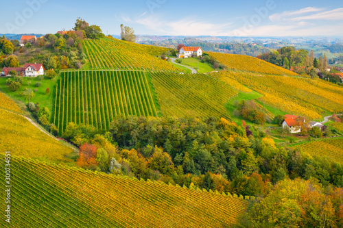 Colors of vineyard in autumn
