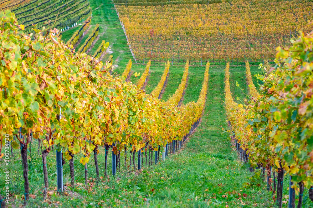 Colors of vineyard in autumn