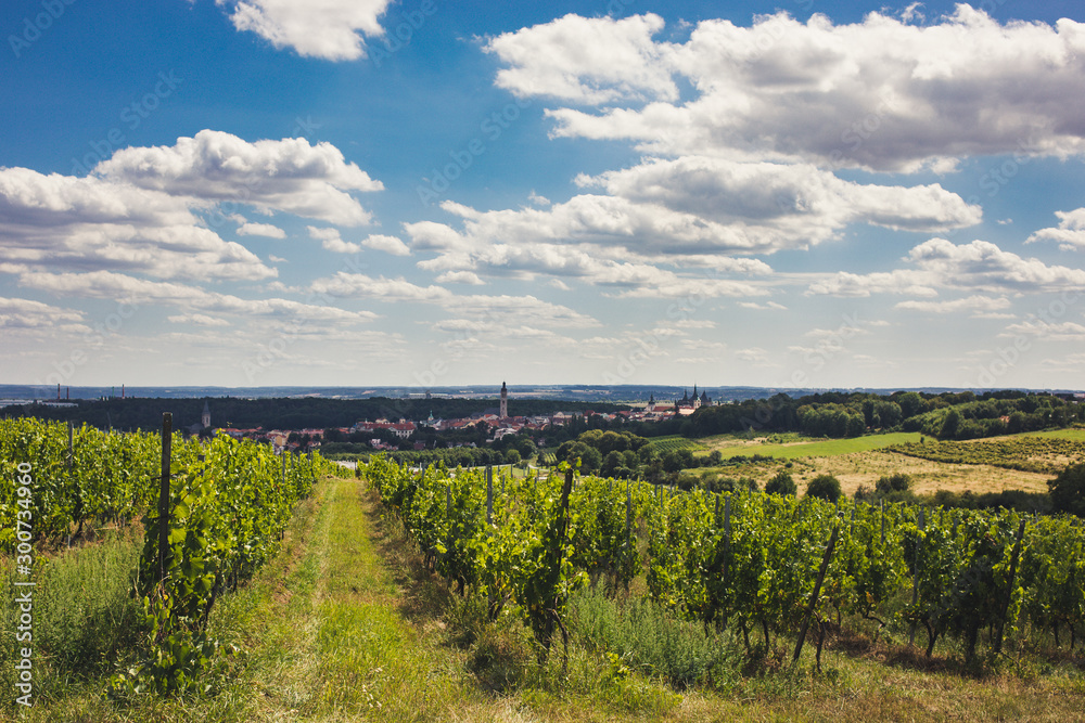 Kutná Hora in background city east of Prague in the Czech Republic. It’s known for the Gothic St. Barbara's Church with medieval frescoes and flying buttresses. view over vineyard from near by hill