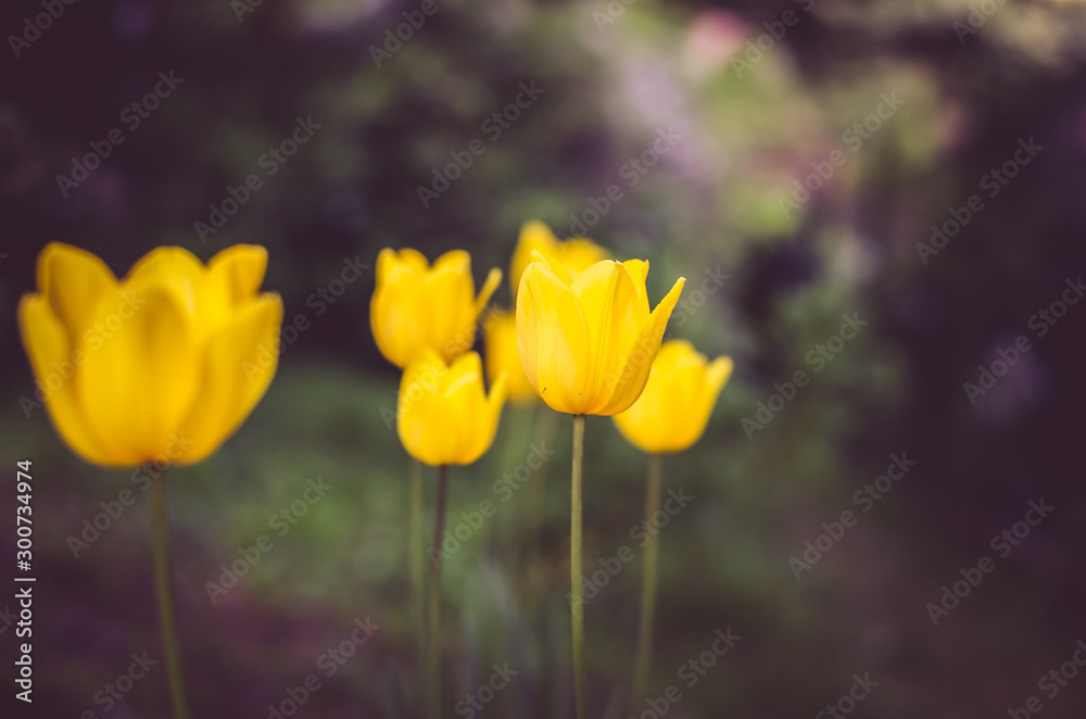 yellow blooming tulips