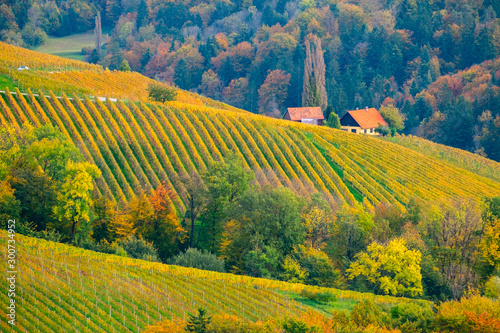 Vineyards in autumn photo