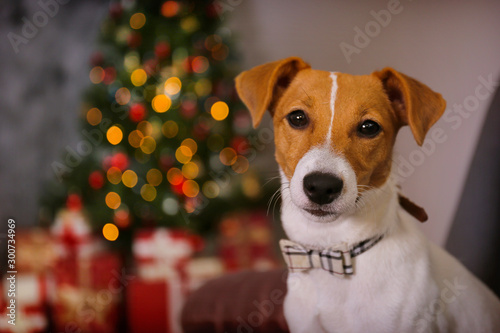 Jack Russell terrier as christmas present for children concept. Four months old adorable doggy on by the holiday tree with wrapped gift boxes, festive lights. Festive background, close up, copy space. © Evrymmnt