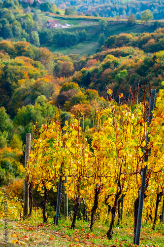 Fototapeta Naklejka Na Ścianę i Meble -  Colors of vineyard in autumn