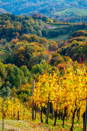 Fototapeta Naklejka Na Ścianę i Meble -  Colors of vineyard in autumn