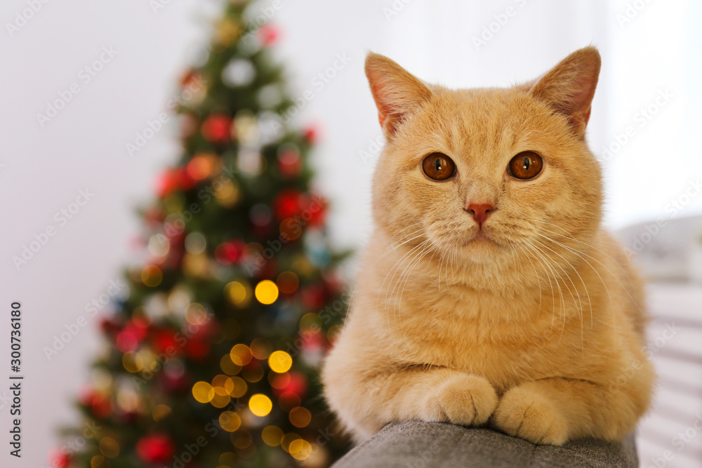 Beautiful red british shorthair cat over the christmas tree with blurry festive decor. Portrait of beloved pet at home and pine tree with bokeh effect lights. Close up, copy space.