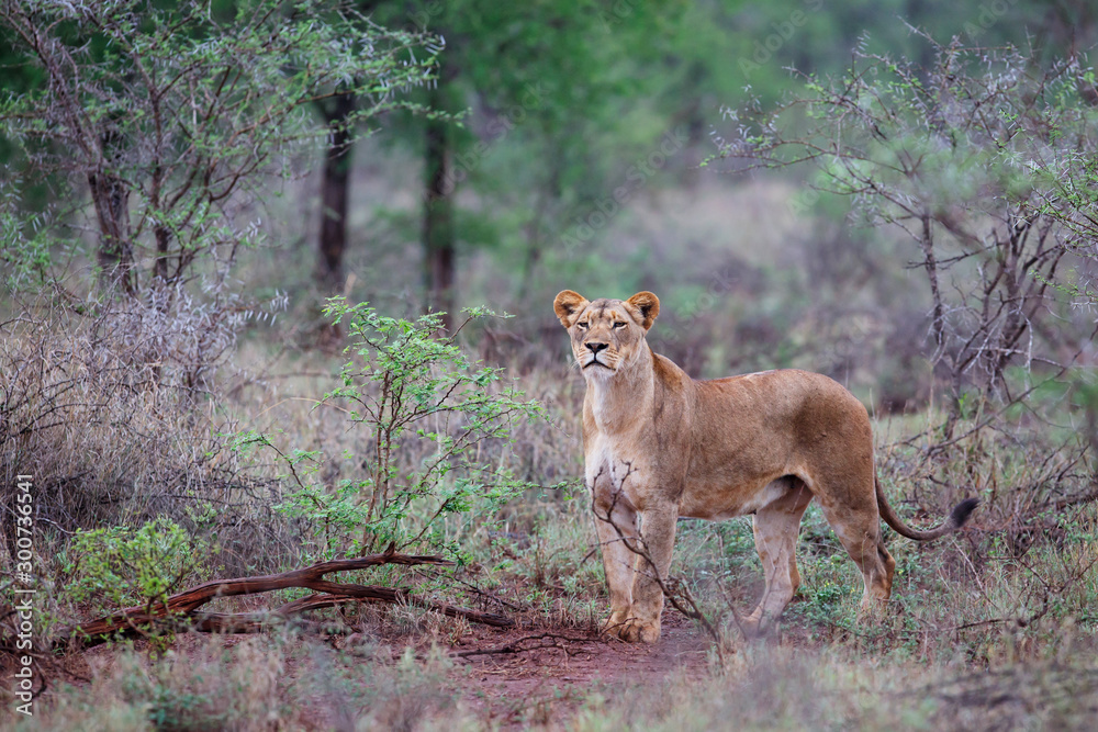 Naklejka premium Lion female hunting on a rainy morning in Zimanga Game Reserve in Kwa Zulu Natal in South Africa