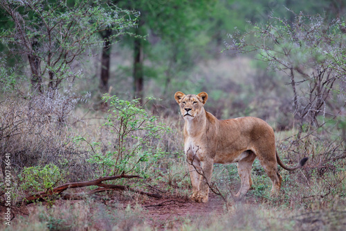Lion female hunting on a rainy morning in Zimanga Game Reserve in Kwa Zulu Natal in South Africa