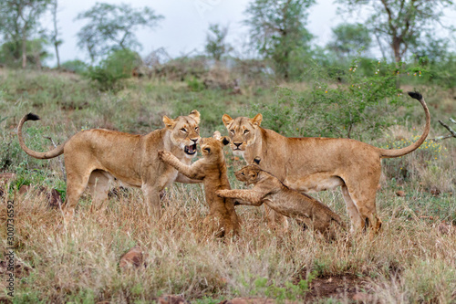 Lion female and cub playing on a rainy morning in Zimanga Game Reserve in Kwa Zulu Natal in South Africa