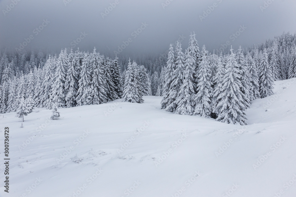 Winter landscape with pine trees in snowy mountain meadow. Mysterious foggy forest.