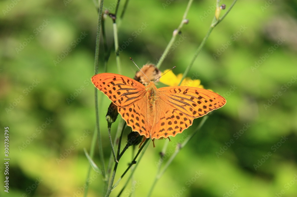 Kaisermantel Argynnis paphia Schmetterling Kaisermantel Argynnis paphia Schmetterling