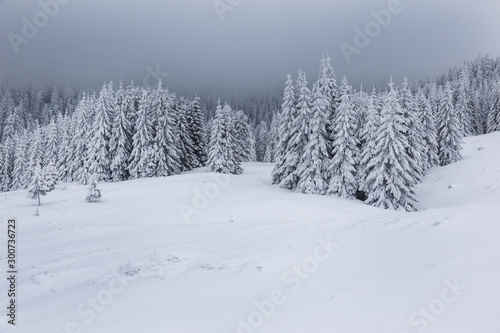 Winter landscape with pine trees in snowy mountain meadow. Mysterious foggy forest. © alpinetrail