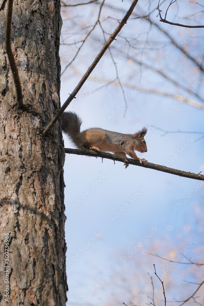 A young squirrel on a tree in the park on an autumn afternoon.
