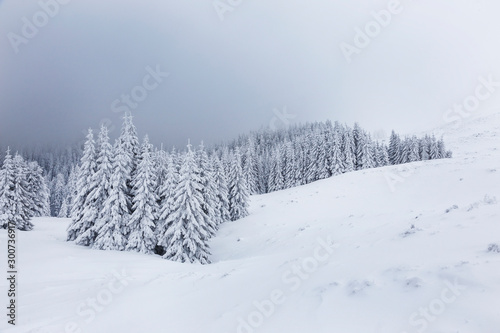 Winter landscape with pine trees in snowy mountain meadow. Mysterious foggy forest.