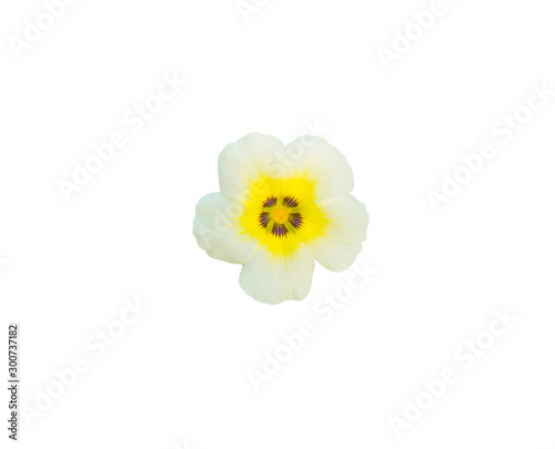 Beautiful yellow flower isolated on the white background with clipping path