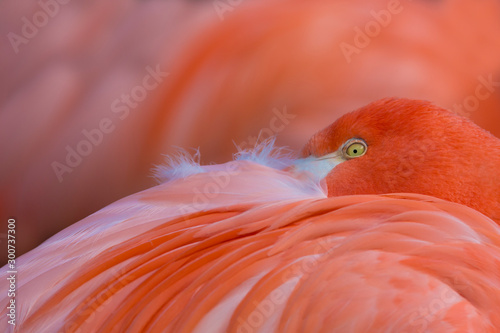 Gorgeous Pink Flamingo Peeking over its Feathers