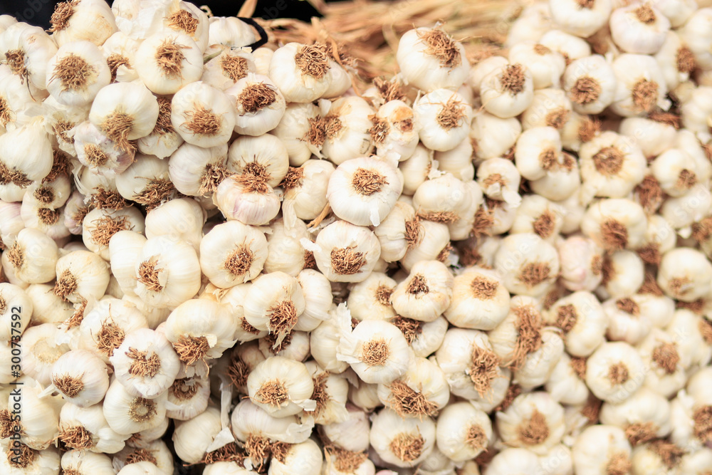 Hundreds of garlic in a market, garlic background