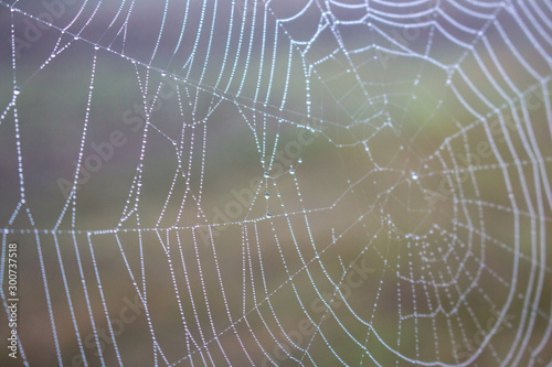 Spider web with water drops closeup. Spiderweb with dew on thread. Beautiful big spider net with drops in morning fog. Autumn nature close up. Wildlife macro. Web texture closeup. 