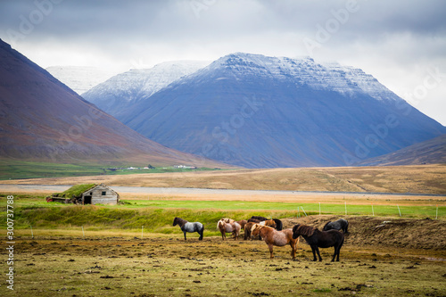 Icelandic ponies (horses) in the countryside in Iceland