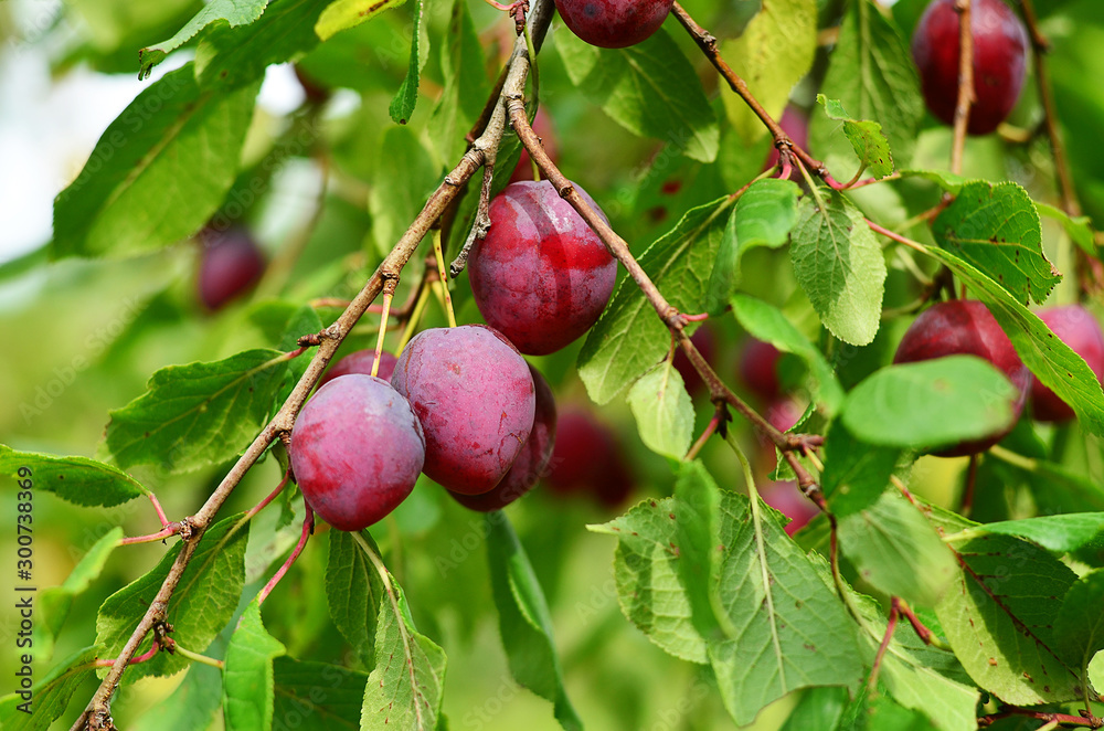 Plum purple with green leaves growing in the garden. Plum on branch. Plum ripe. Plum in the sun. Plum purple with green leaves growing in the garden. Plum on branch. Plum ripe. Plum in the sun.