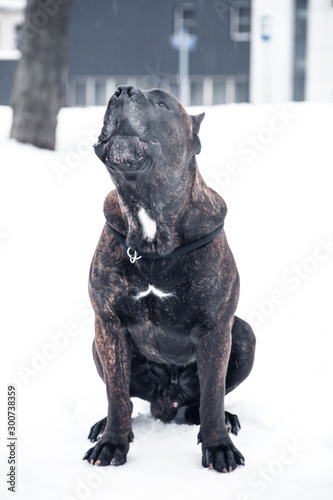 dog in the snow © Anastasiia