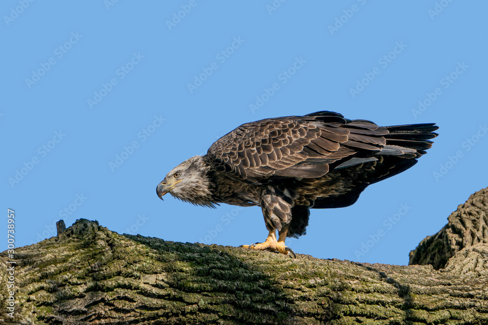 Obraz premium Perched Juvenile Bald Eagle