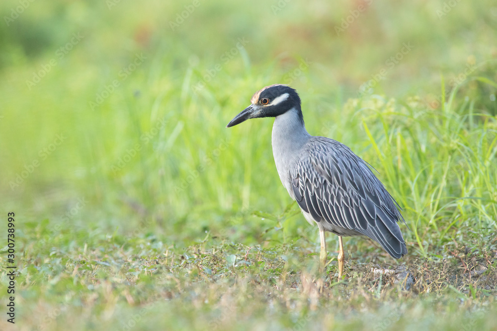 Fototapeta premium Yellow-crowned Night-Heron fishing in a lake