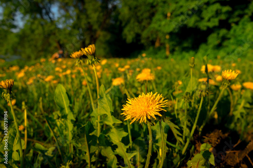 Yellow dandelions in the green grass