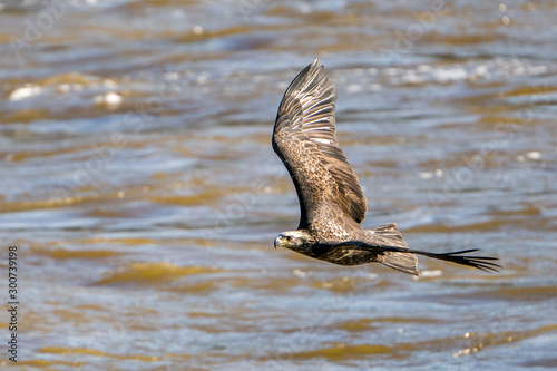 Juvenile Eagle in Flight Over water photo