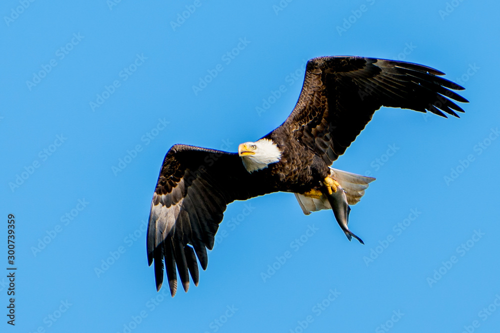 Bald Eagle with Fish in Talons Bald Eagle with Fish in Talons