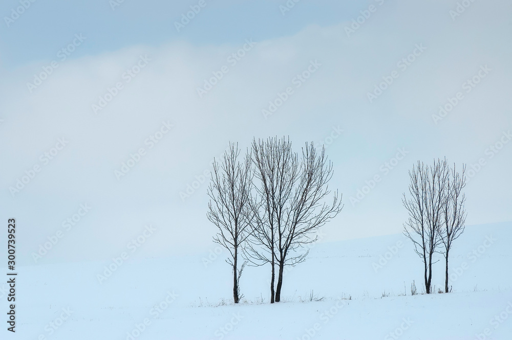 Fototapeta premium Group of trees in winter