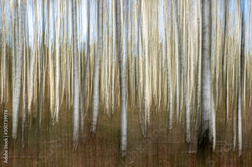 Abstract nature   Digital art  streak effect  artistic blur forest in the Netherlands  europe. Art of nature  natural structures   texture 