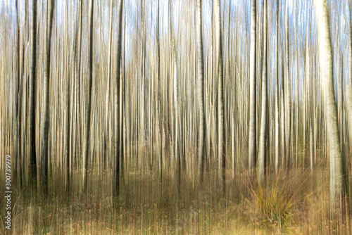 Abstract nature : Digital art, streak effect, artistic blur forest in the Netherlands, europe. Art of nature: natural structures / texture 