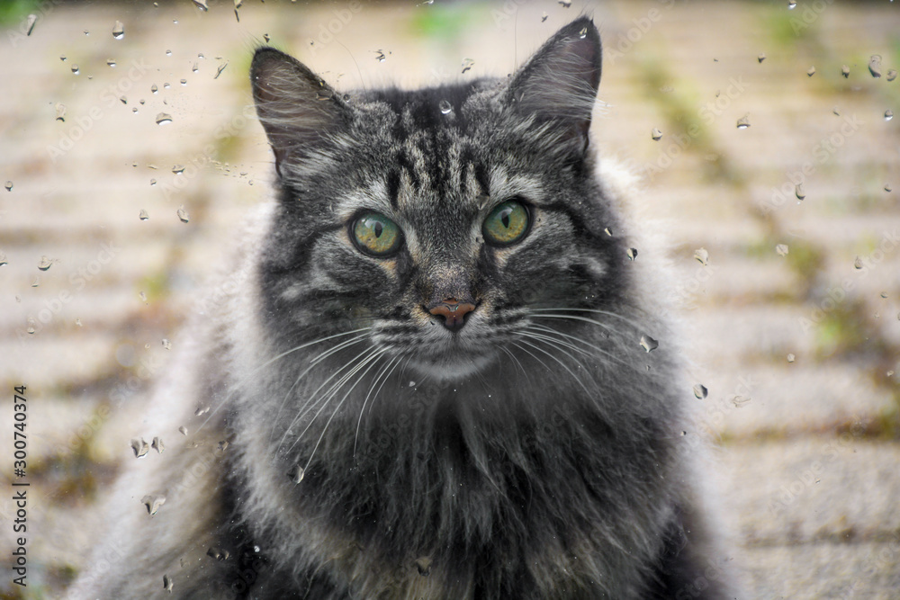 Long-haired beautiful grey cat sitting outside in front of a window with raindrops and looking inside