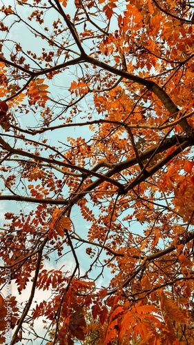 Tree and leaves in Fall. Background