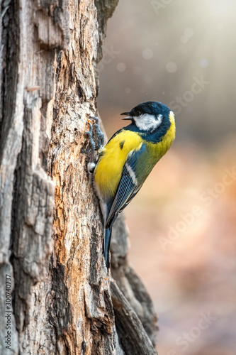 A tit is looking for food on a tree trunk.