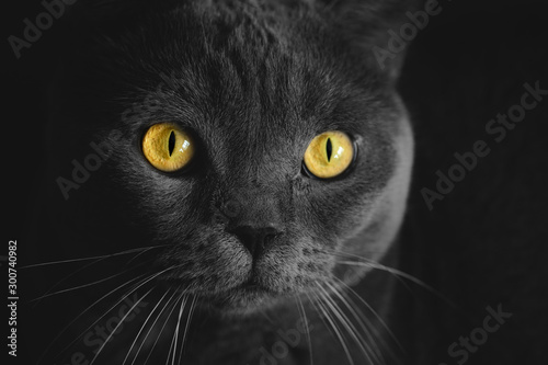 Black british cat closeup with yellow eyes in dark background. wallpaper