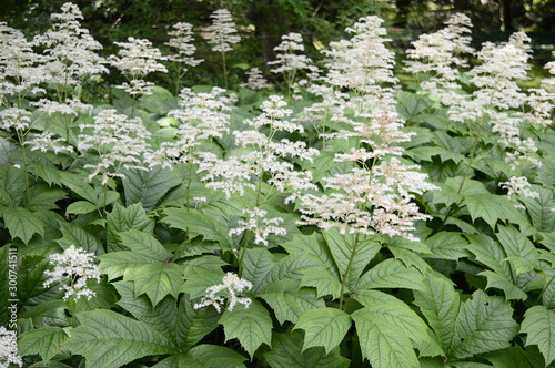 Closeup Rodgersia aesculifolia chestnut-leaved with blurred background in garden  photo