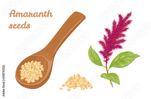 Amaranth seeds in wooden spoon and branch of flowering amaranth plant isolated on white background. Vector illustration of healthy food in cartoon simple flat style. photo