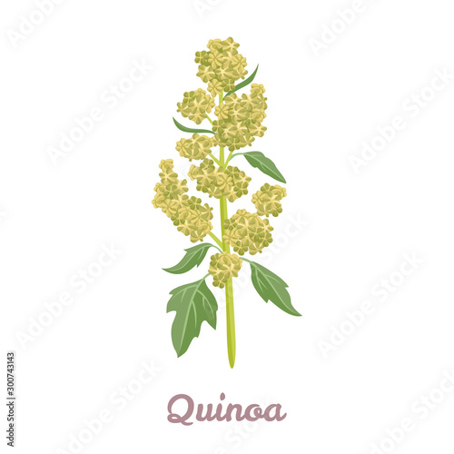 Quinoa plant isolated on white background. Vector illustration of superfood in cartoon flat style.