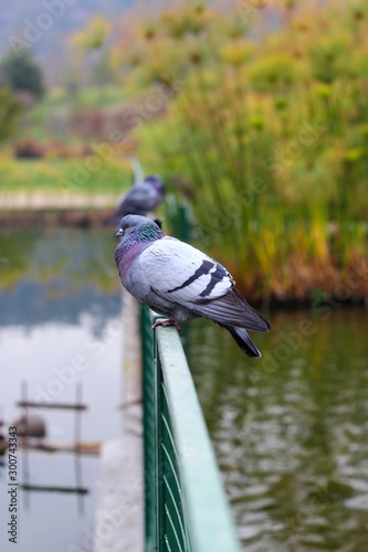 pomba no parque bicentenário - santiago photo