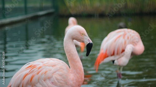 flamingos em santiago