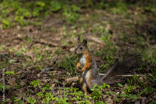 Squirrel standing on its hind legs