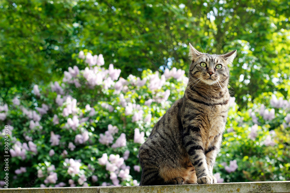Tabby cat in a lilac garden