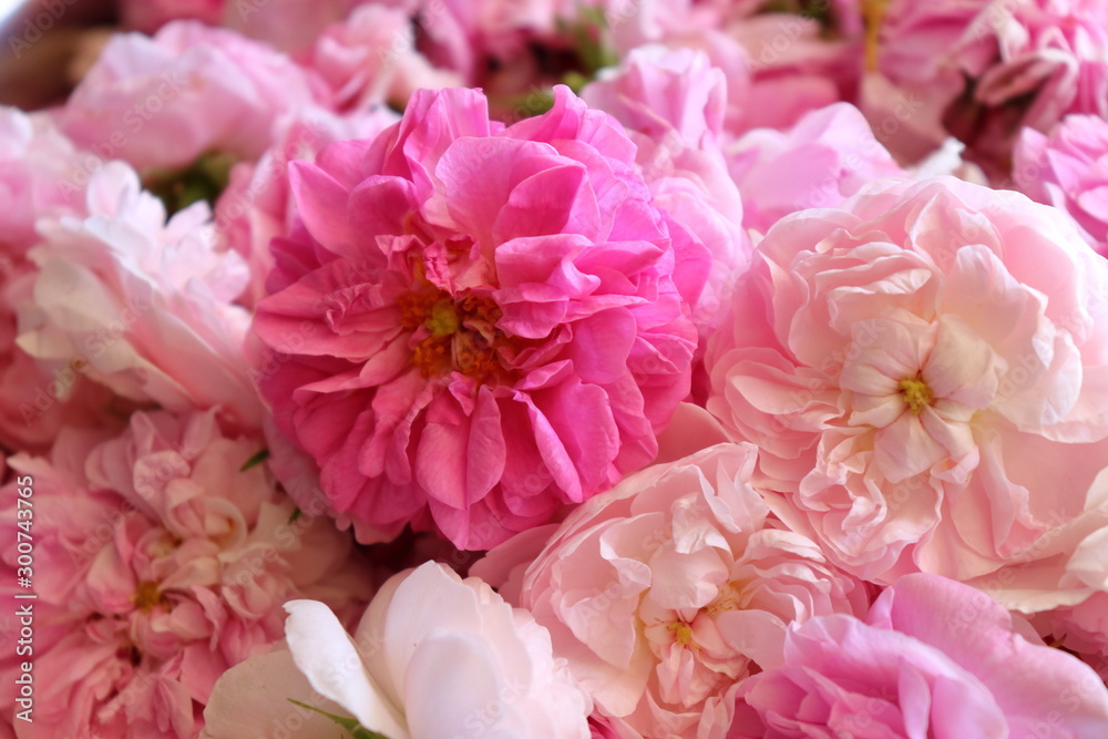 pink flowers