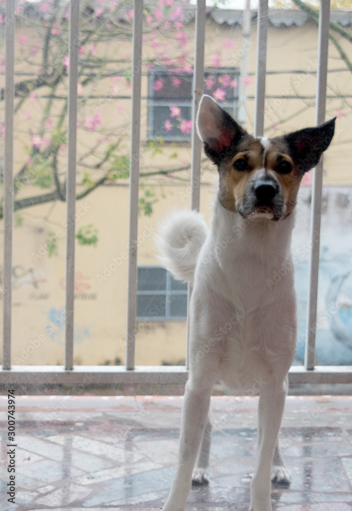 pequeño perro mirando a la cámara pequeño perro mirando a la cámara