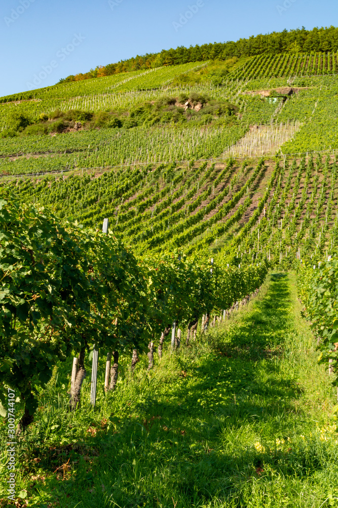 Famous green terraced vineyards in Mosel river valley, Germany, production of quality white and red wine, riesling