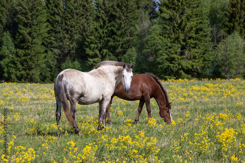Horses graze in the summer on a meadow with foals