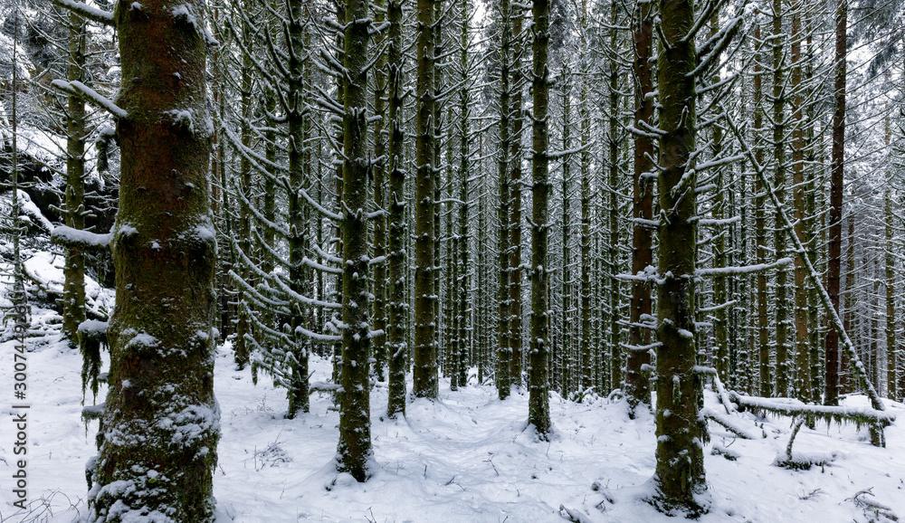 Fototapeta premium Spruce Forest Winter Trunks