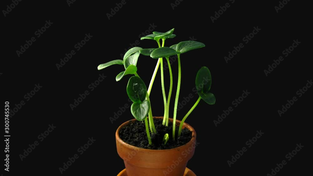 Phototropism effect in growing cucumber seedlings 9d4 in 4K PNG+ format with ALPHA transparency channel isolated on black background. Displays the move of plant leaves to the direction of light source Phototropism effect in growing cucumber seedlings 9d4 in 4K PNG+ format with ALPHA transparency channel isolated on black background. Displays the move of plant leaves to the direction of light source
