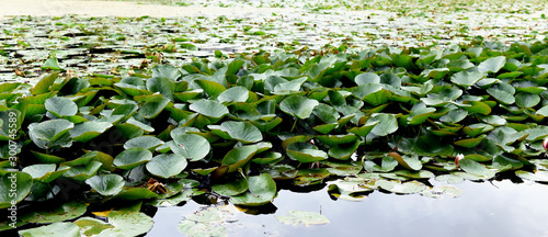 Obraz na plátně water-lilies, Powerscourt Gardens, County Wicklow, Ireland